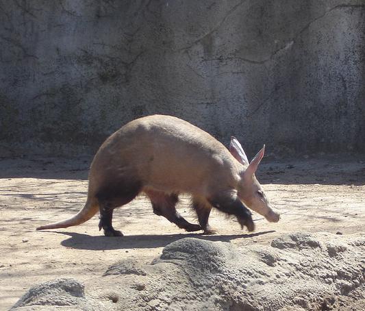 artful aardvark