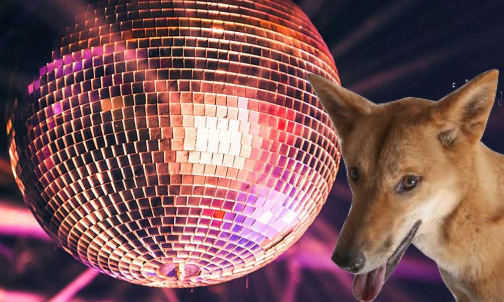 ubuntu 19.04 disco dingo