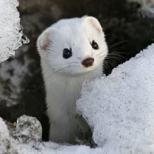 Ubuntu 19.10 sarà ‘Eoan Ermine’: arriverà il 17 Ottobre 1 ubuntu 19.10 eoan ermine