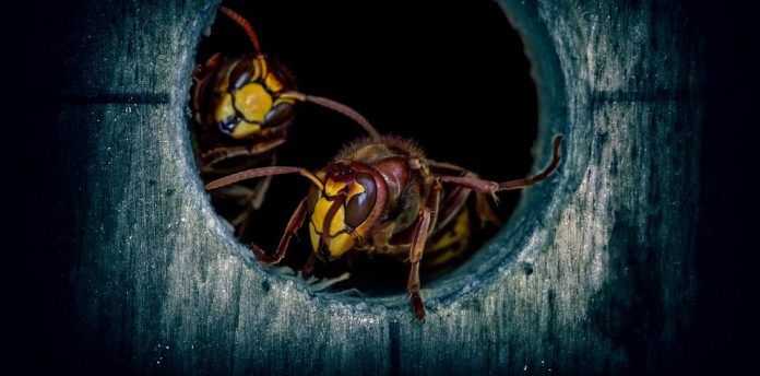 hiddenwasp linux malware