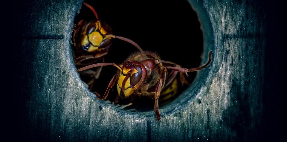 hiddenwasp linux malware