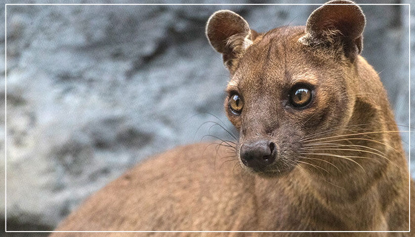 ubuntu 20.04 focal fossa