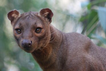 ubuntu 20.04 focal fossa