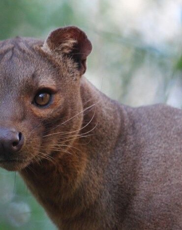 ubuntu 20.04 focal fossa