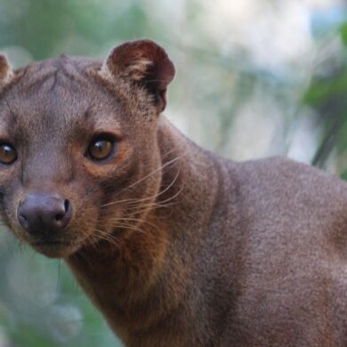 ubuntu 20.04 focal fossa