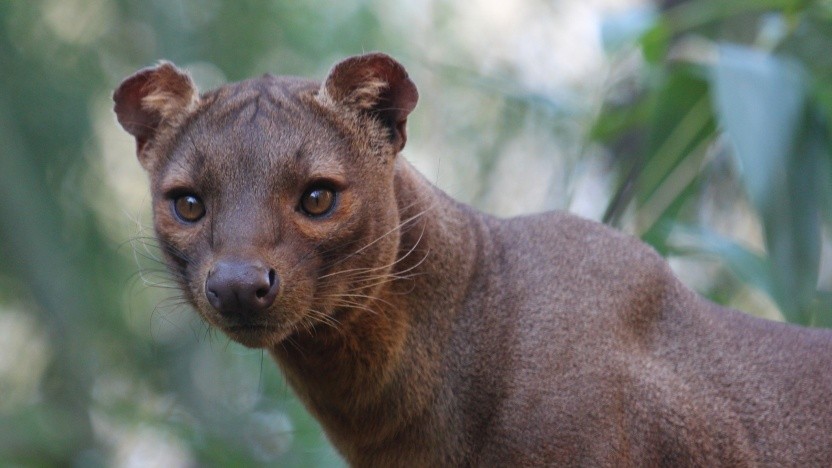 ubuntu 20.04 focal fossa