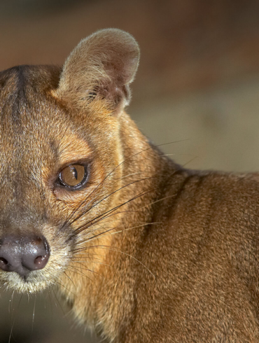 zsys zfs ubuntu 20.04