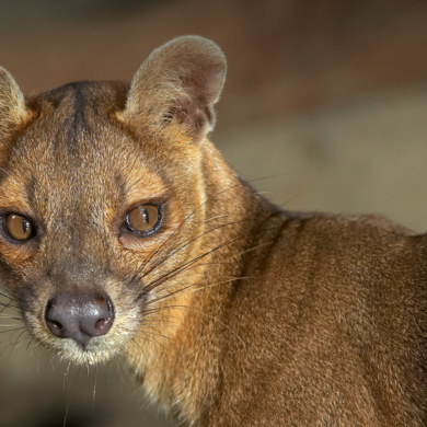 zsys zfs ubuntu 20.04