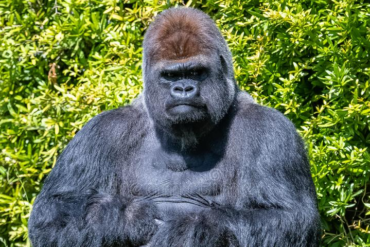 ubuntu 20.10 groovy gorilla