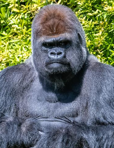 ubuntu 20.10 groovy gorilla