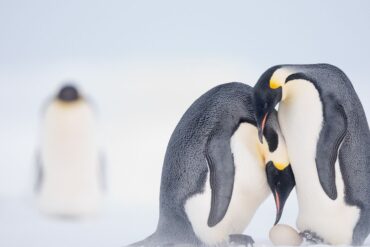 linux amburgo open source