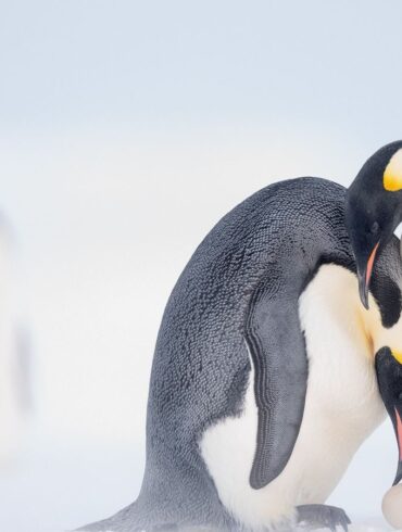 linux amburgo open source