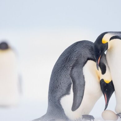 linux amburgo open source