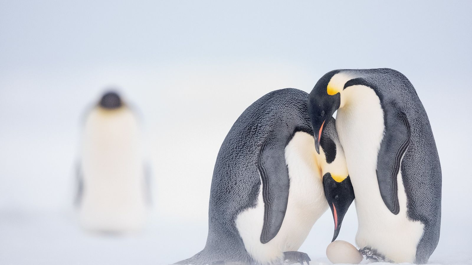 linux amburgo open source