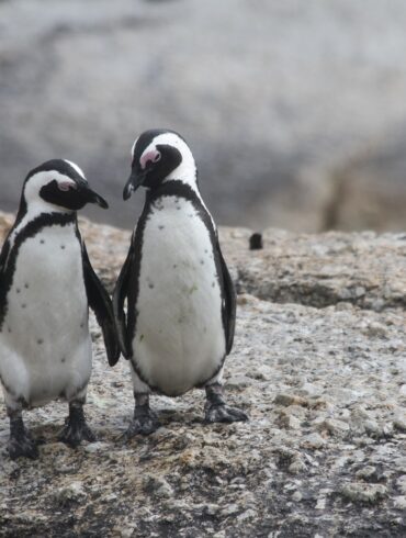 kernel linux terminologia inclusiva