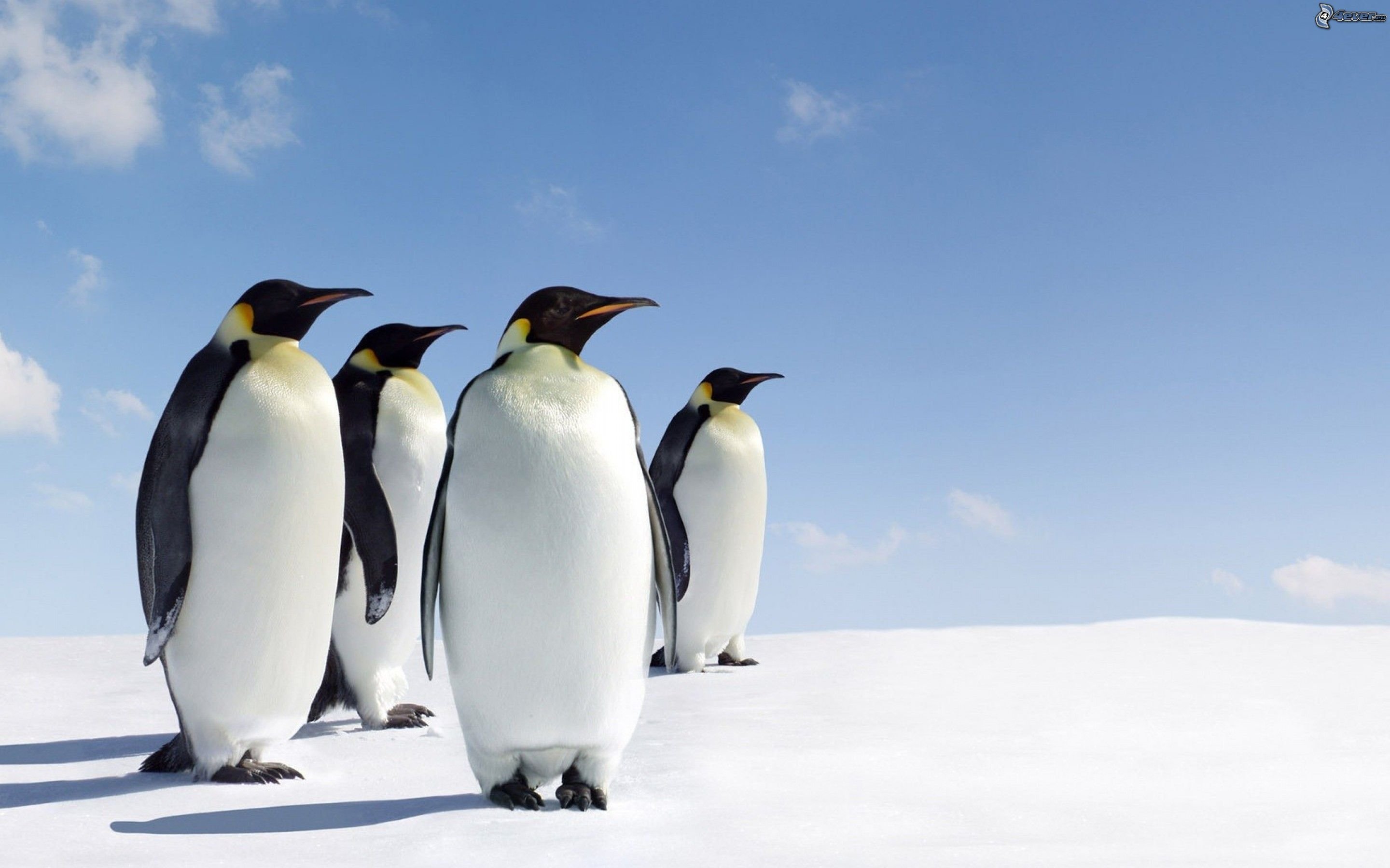 Linux 5.9, disponibile la prima RC: ecco le noità in cantiere