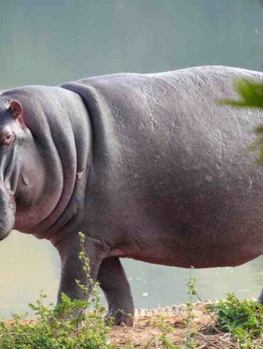 ippopotamo ubuntu 21.04 hirsute hippo