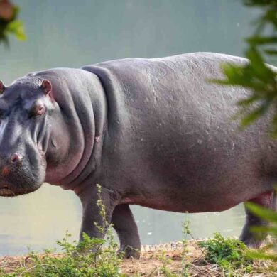 ippopotamo ubuntu 21.04 hirsute hippo