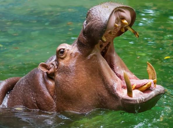 ippopotamo ubuntu 21.04 hirsute hippo