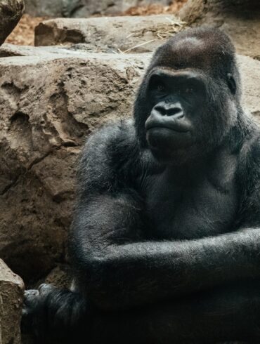 ubuntu 20.10 groovy gorilla wallpaper