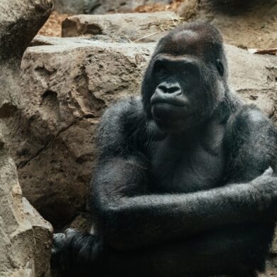 ubuntu 20.10 groovy gorilla wallpaper