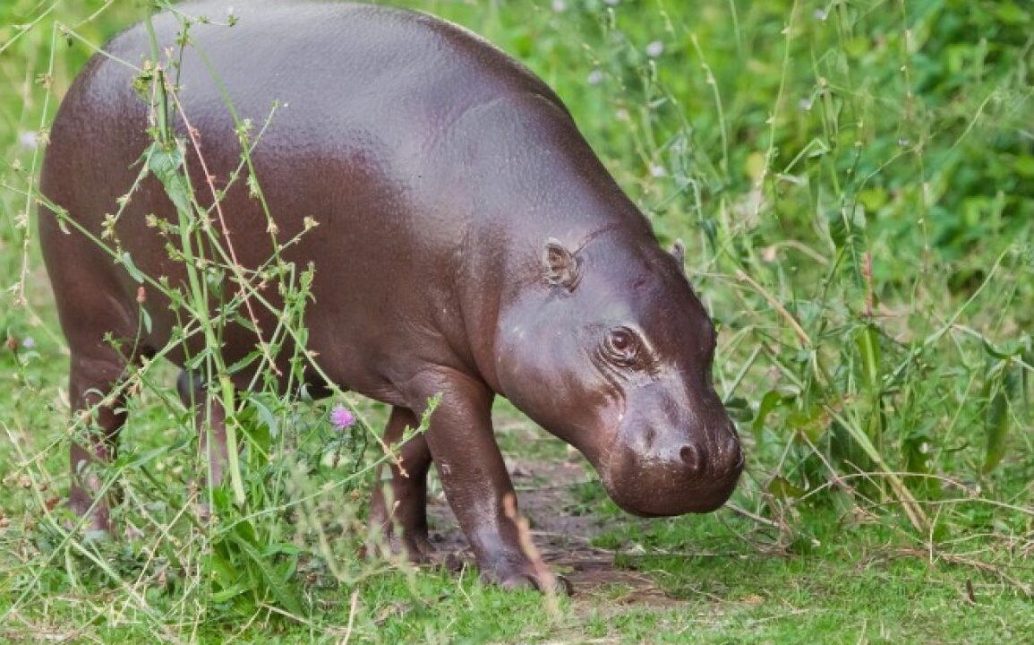 ubuntu 21.04 hirsute hippo
