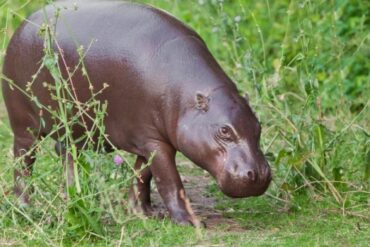 ubuntu 21.04 hirsute hippo