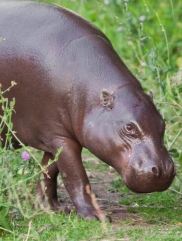 ubuntu 21.04 hirsute hippo