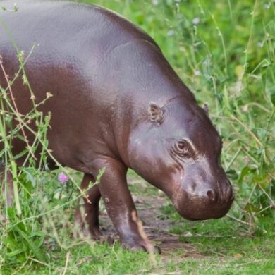 ubuntu 21.04 hirsute hippo