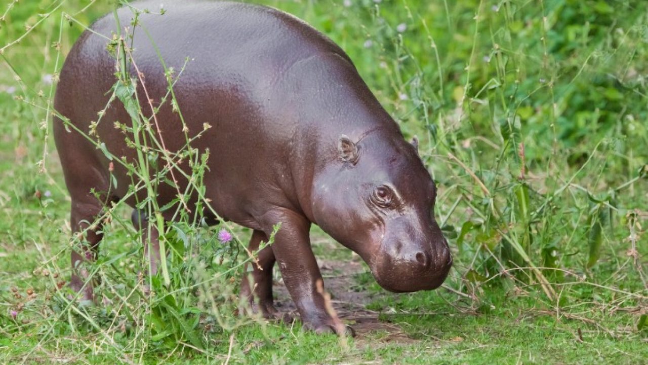 ubuntu 21.04 hirsute hippo