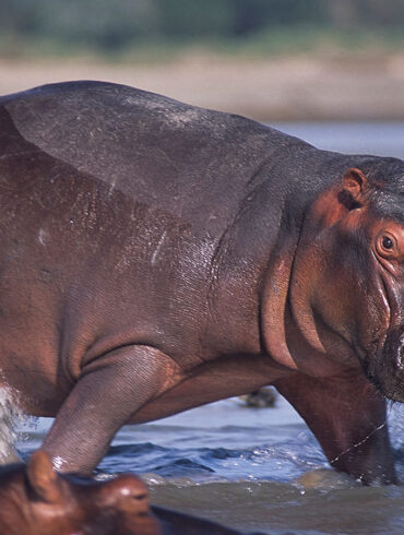 hirsute hippo ubuntu 21.04