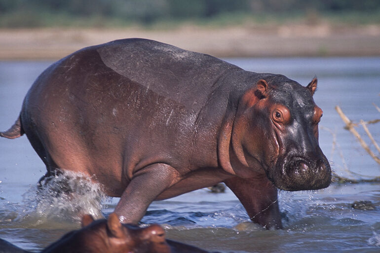 hirsute hippo ubuntu 21.04