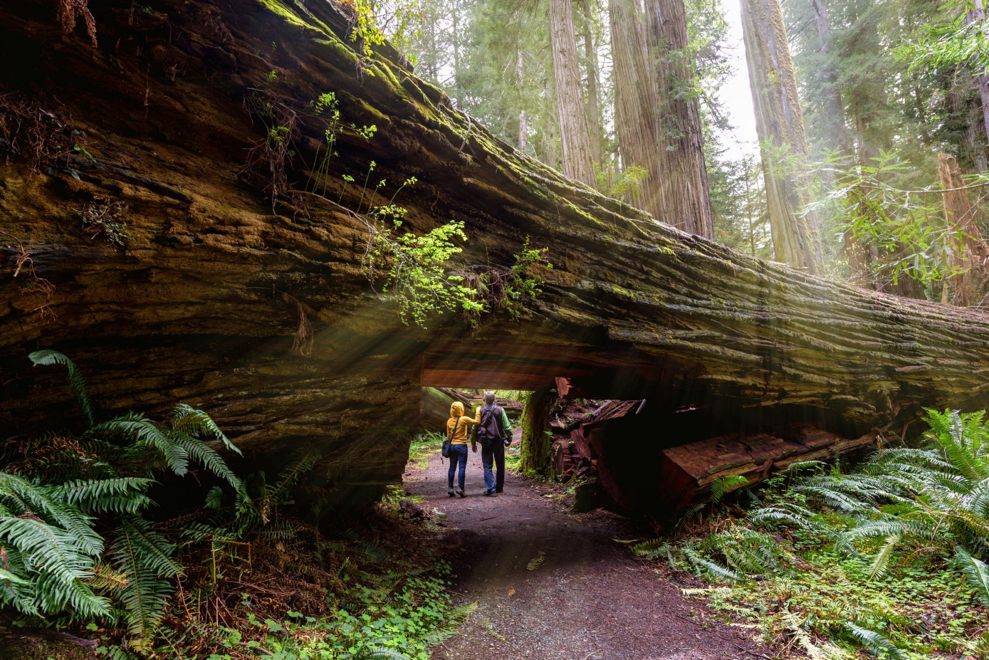 sequoia linux
