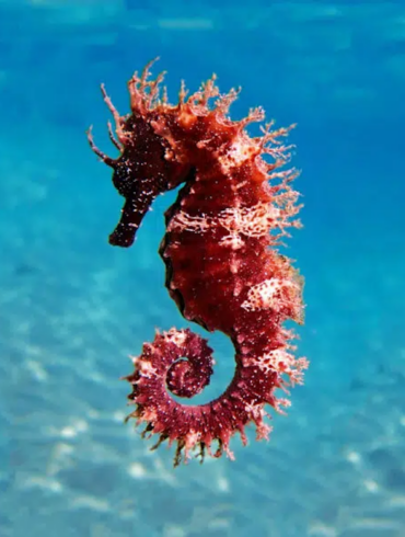 gnome seahorse