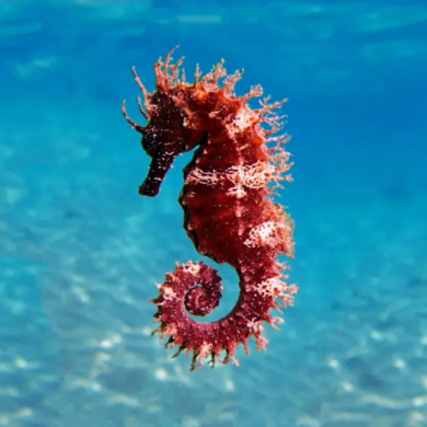 gnome seahorse
