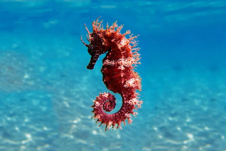 gnome seahorse