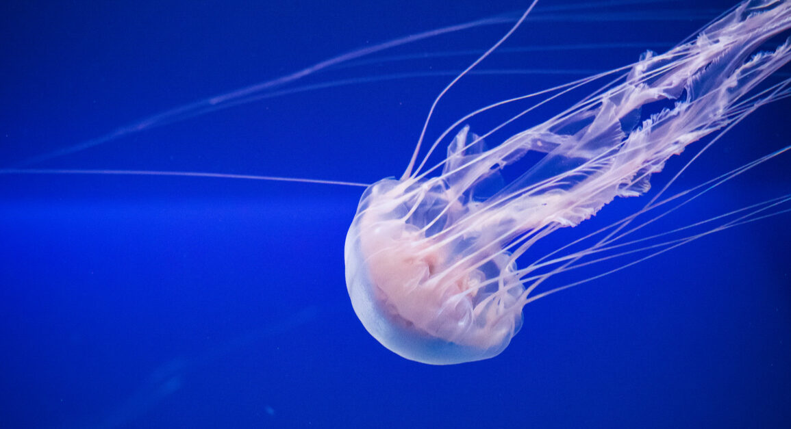 ubuntu 22.04 jammy jellyfish