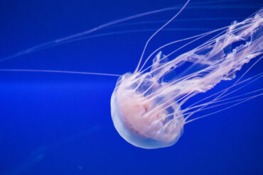 ubuntu 22.04 jammy jellyfish