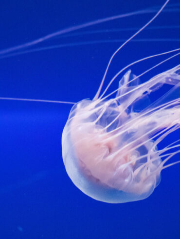 ubuntu 22.04 jammy jellyfish