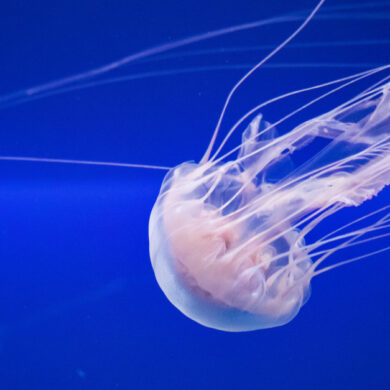 ubuntu 22.04 jammy jellyfish